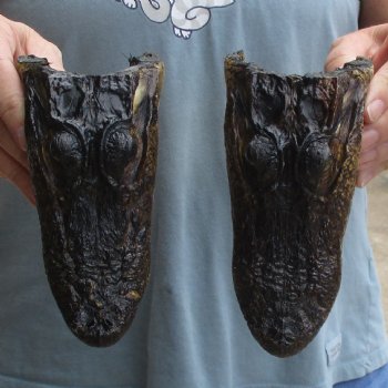 5" Alligator Heads, 2pc lot - $23