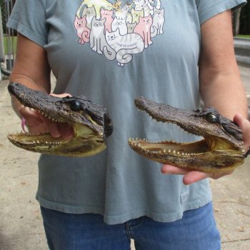 5" Alligator Heads, 2pc lot - $23