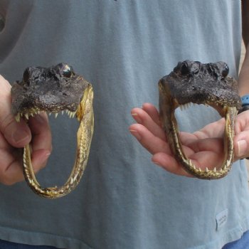 5" Alligator Heads, 2pc lot - $23