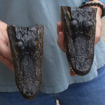 5" Alligator Heads, 2pc lot - $23