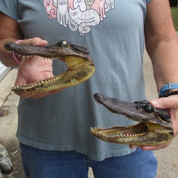 5" Alligator Heads, 2pc lot - $23