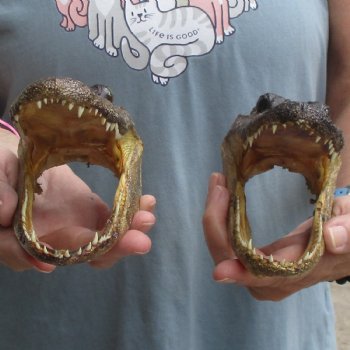 5" Alligator Heads, 2pc lot - $23