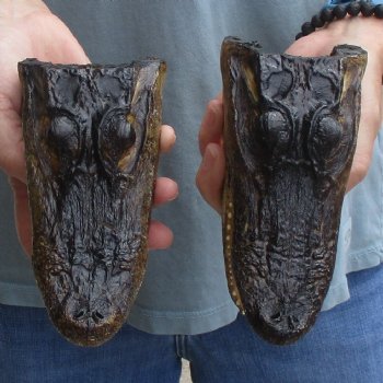 5" Alligator Heads, 2pc lot - $23