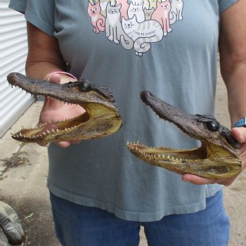 5" Alligator Heads, 2pc lot - $23