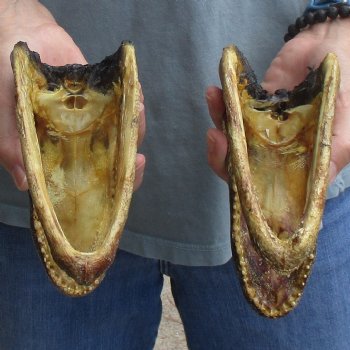 5" Alligator Heads, 2pc lot - $23