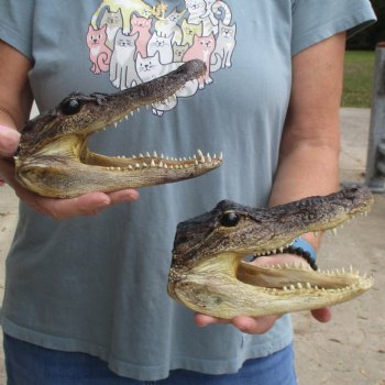 7" Alligator Heads, 2pc lot - $25