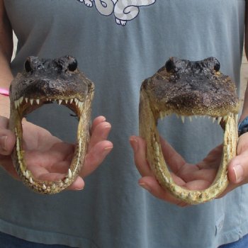 7" Alligator Heads, 2pc lot - $25