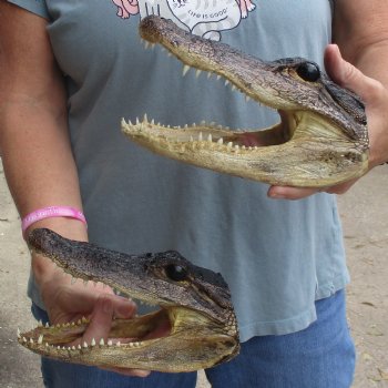 7" Alligator Heads, 2pc lot - $25