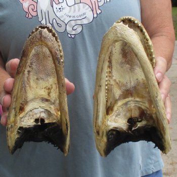 7" Alligator Heads, 2pc lot - $25