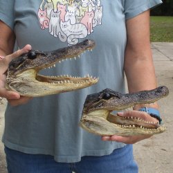 7" Alligator Heads, 2pc lot - $25