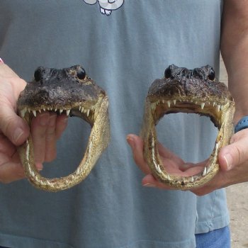 7" Alligator Heads, 2pc lot - $25