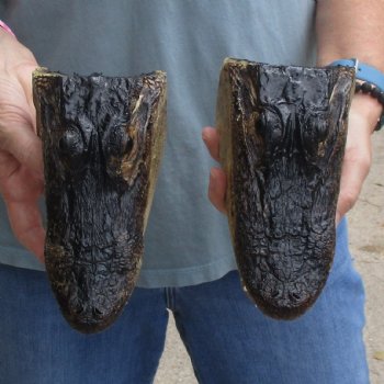 7" Alligator Heads, 2pc lot - $25