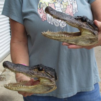 7" Alligator Heads, 2pc lot - $25