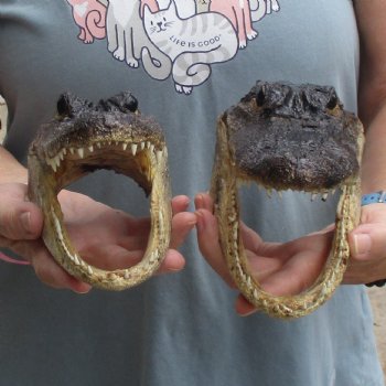 7" Alligator Heads, 2pc lot - $25