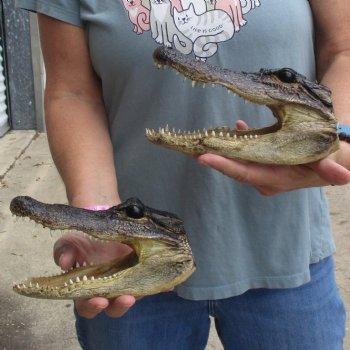 7" Alligator Heads, 2pc lot - $25