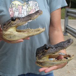 7" Alligator Heads, 2pc lot - $25