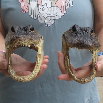 7" Alligator Heads, 2pc lot - $25