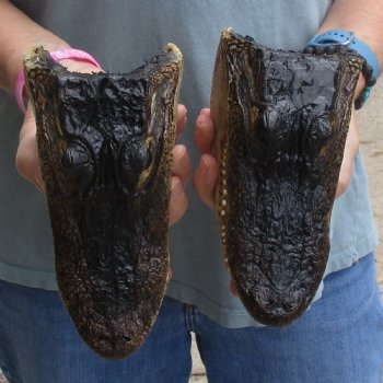 7" Alligator Heads, 2pc lot - $25