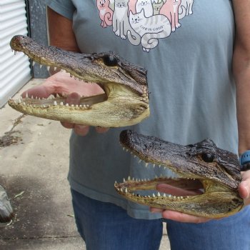 7" Alligator Heads, 2pc lot - $25