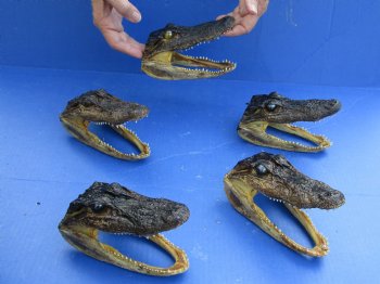 5 pc lot of 5 to 6 inch Alligator Heads, available for sale $49/lot