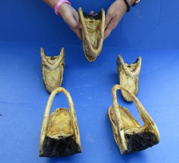 5 pc lot of 5 to 6 inch Alligator Heads, available for sale $49/lot