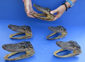 5 pc lot of 5 to 6 inch Alligator Heads, available for sale $49/lot