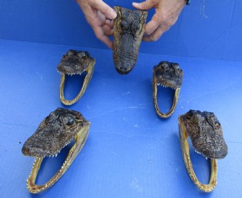 5 pc lot of 5 to 6 inch Alligator Heads, available for sale $49/lot