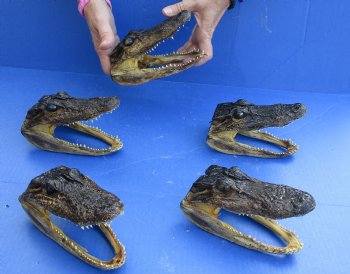 5 pc lot of 5 to 6 inch Alligator Heads, available for sale $49/lot