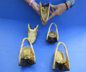 5 pc lot of 5 to 6 inch Alligator Heads, available for sale $49/lot