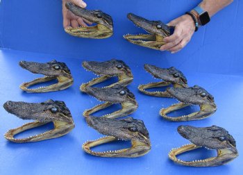 10 pc lot of 5 to 6 inch Alligator Heads for sale $92.50/lot