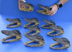 10 pc lot of 5 to 6 inch Alligator Heads for sale $92.50/lot