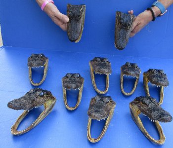 10 pc lot of 5 to 6 inch Alligator Heads for sale $92.50/lot