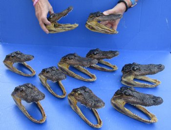 10 pc lot of 5 to 6 inch Alligator Heads for sale $92.50/lot