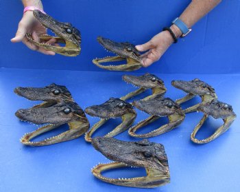 10 pc lot of 5 to 6 inch Alligator Heads for sale $92.50/lot