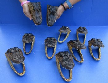 10 pc lot of 5 to 6 inch Alligator Heads for sale $92.50/lot