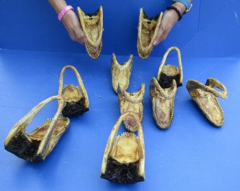 10 pc lot of 5 to 6 inch Alligator Heads for sale $92.50/lot