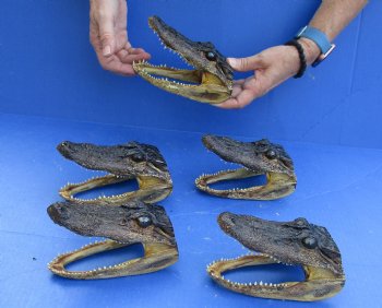 5 pc lot of 5 to 6 inch Alligator Heads, available for sale $49/lot