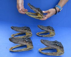 5 pc lot of 5 to 6 inch Alligator Heads, available for sale $49/lot