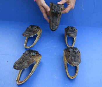 5 pc lot of 5 to 6 inch Alligator Heads, available for sale $49/lot