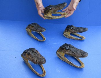 5 pc lot of 5 to 6 inch Alligator Heads, available for sale $49/lot