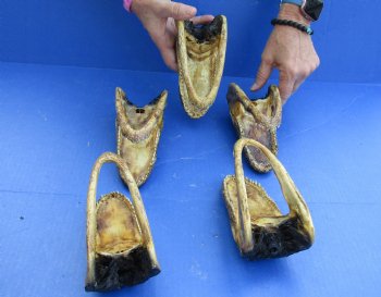 5 pc lot of 5 to 6 inch Alligator Heads, available for sale $49/lot