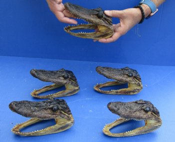 5 pc lot of 5 to 6 inch Alligator Heads, available for sale $49/lot