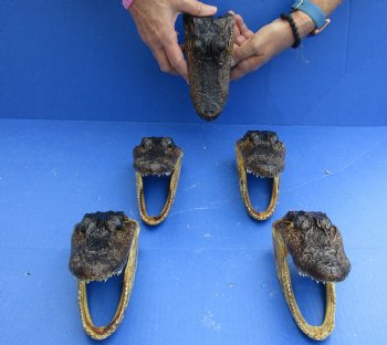 5 pc lot of 5 to 6 inch Alligator Heads, available for sale $49/lot