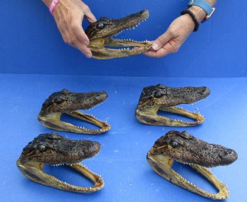 5 pc lot of 5 to 6 inch Alligator Heads, available for sale $49/lot