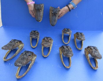 10 pc lot of 5 to 6 inch Alligator Heads for sale $92.50/lot