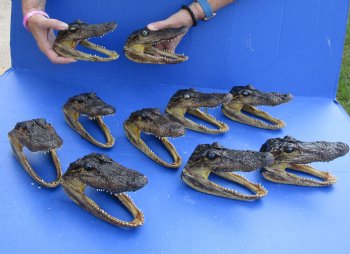 10 pc lot of 5 to 6 inch Alligator Heads for sale $92.50/lot