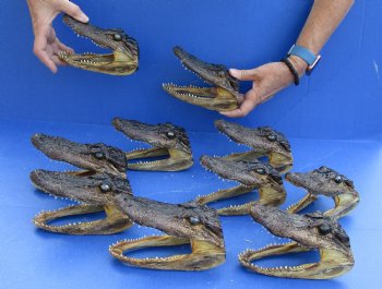 10 pc lot of 5 to 6 inch Alligator Heads for sale $92.50/lot