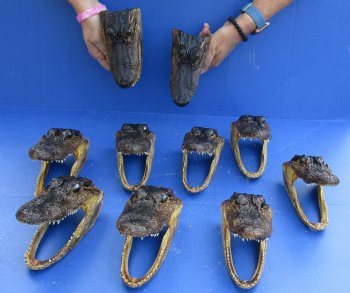 10 pc lot of 5 to 6 inch Alligator Heads for sale $92.50/lot