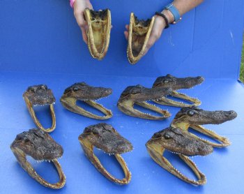 10 pc lot of 5 to 6 inch Alligator Heads for sale $92.50/lot