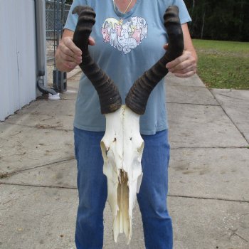 B-Grade 22" Horns on 16" Male Red Hartebeest Skull - $75